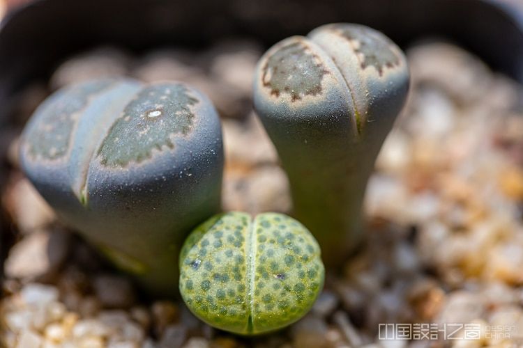 Close Up View of Young Lithops Living Stone Succulents