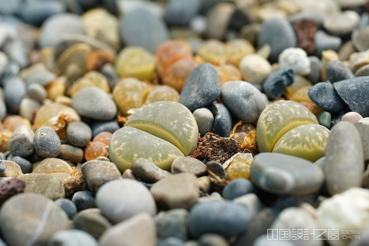 Close Up View of Young Lithops Living Stone Succulents