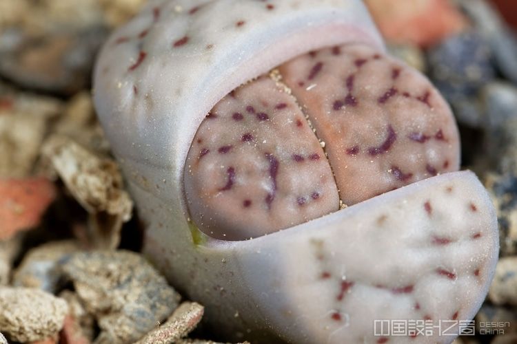 Living Stone Lithops Growing New Leaves