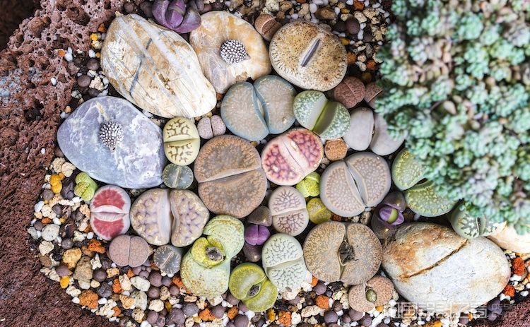 Lithops (Living stone), Cactus on flower pot