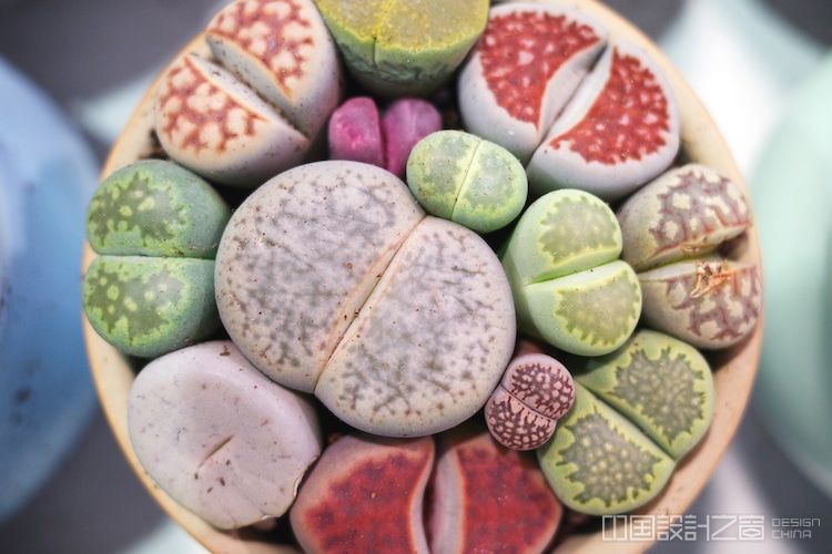 Living Stone Succulents in a Pot