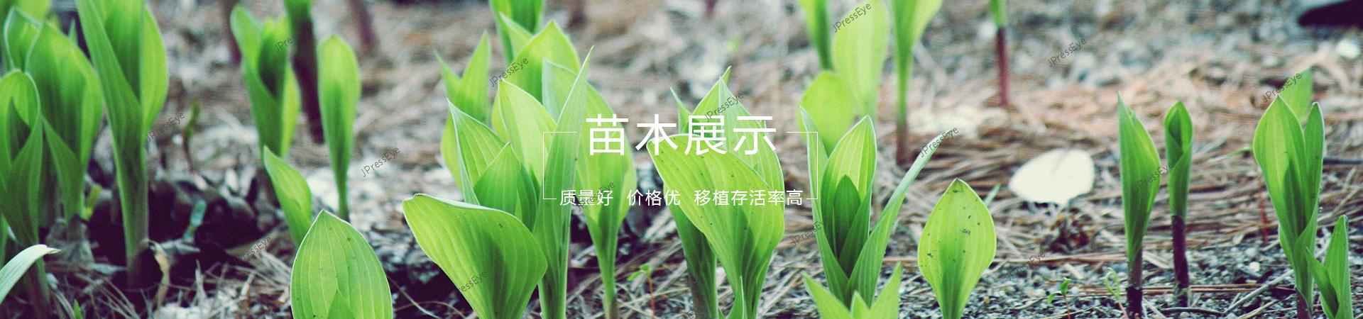 产品中心